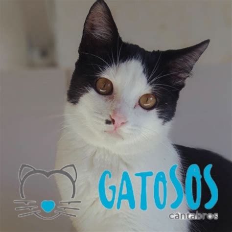 gatos cantabria|GatoS.O.S. Cantabros (@gatososcantabros)